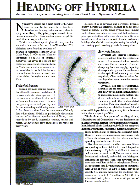 Invasive aquatic plant hydrilla