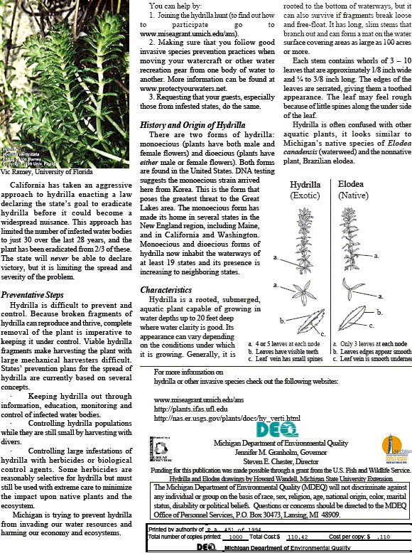Invasive aquatic plant hydrilla