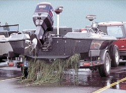 Hydrilla on a boat trailer