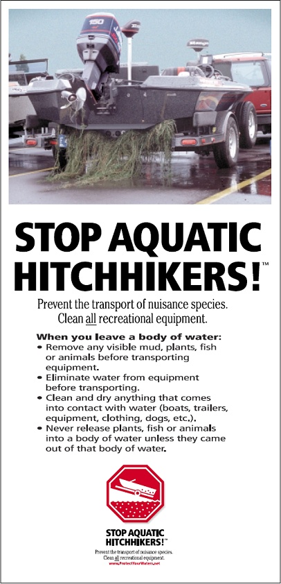 Invasive aquatic plant hydrilla