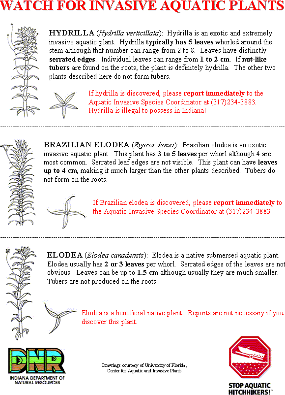 Invasive aquatic plant hydrilla
